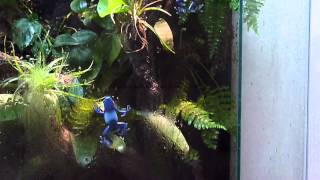 Dendrobates tinctorius azureus climbing the window [upl. by Etem81]