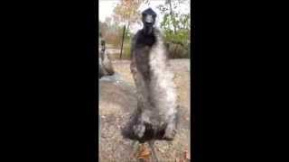 Angry Emu [upl. by Hogg]