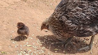 Filipina con su pollito de 2 días [upl. by Sesmar91]