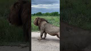 King lion on the move queenelizabethnationalpark uganda wildlife [upl. by Dulcine]