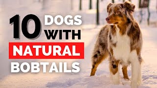 10 Dog Breeds with Natural Bobtails [upl. by Aniras]