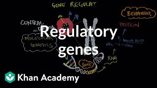 Regulatory genes  Behavior  MCAT  Khan Academy [upl. by Tnomed]