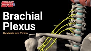 Brachial Plexus [upl. by Porche88]