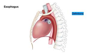 EGDColonoscopyEnteroscopy Lesson 1 Anatomy of the Esophagus [upl. by Akirdnuhs477]