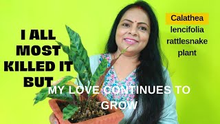 LOW LIGHT IN HOUSE PLANT CALATHEA LENCIFOLIA RATTLESNAKE PLANT CARE GUIDE IN HINDI कैलेथीया [upl. by Ahsaercal]