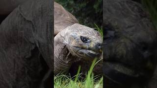 Jonathan the tortoise is the world’s oldest animal at the age of 191 🥰 [upl. by Mercer]