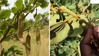 Physostigma reticulatum  Nyama en bambara  voici 05 maladies soignées par cette plante [upl. by Yves]