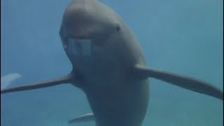 Finless Porpoises Underwater Viewing at Toba Aquarium 鳥羽水族館 スナメリ [upl. by Eidnak]