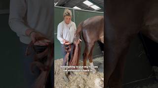 Ever seen a horse with tail extensions 🤯 youtubeshorts horsey equestrian explore subscribe [upl. by Enelez]