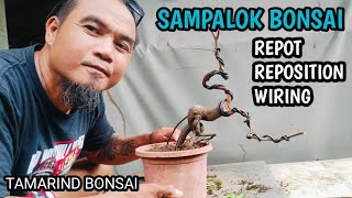 SAMPALOK TAMARIND BONSAI MATERIALRE POT REPOSITIONWIRING [upl. by Adnawot551]