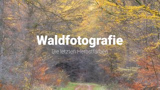 Waldfotografie Die letzten Herbstfarben [upl. by Angelico]