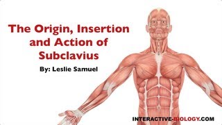 084 The Origin Insertion and Action of Subclavius [upl. by Adnihc]