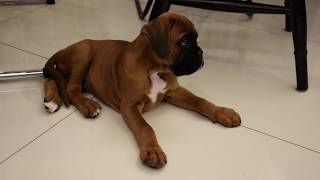 8 week old boxer puppy in new home [upl. by Ecitnerp]