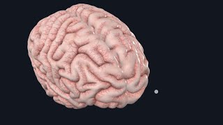 Anatomy of cerebral hemisheres  3D  part 1 [upl. by Darryl]