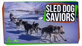 When Sled Dogs Saved an Alaskan Town [upl. by Eniar]