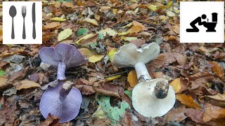 Porównanie Gąsówka fioletowawa Lepista nuda vs Lejkówka szarawa Clitocybe nebularis [upl. by Cann]