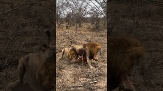 Leones pelean por la comida Plains Camp male lions shorts lions wildlife leão bigcats [upl. by Viguerie]