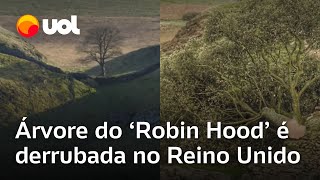 Sycamore Gap Árvore famosa do Reino Unido que apareceu no filme Robin Hood é derrubada [upl. by Radek]