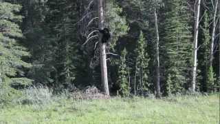 Grizzly vs Black Bear [upl. by Portia]