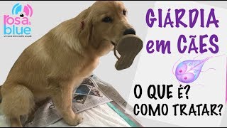 GIÁRDIA em CÃES O QUE É SINTOMAS COMO TRATAR [upl. by Nahsaj]