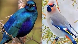 Les 7 Oiseaux Les Plus Beaux Et Exotiques Du Monde [upl. by Rachelle]