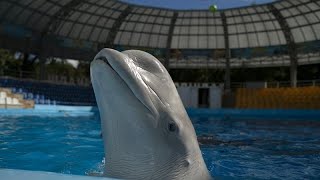 Trotz Krieg in der Ukraine Delfinarium in Odessa bleibt geöffnet [upl. by Edson169]