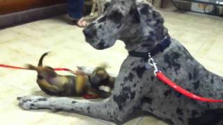 Great Dane at vet [upl. by Trawets97]