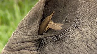 Birds Helping Rhino to Clean its Ear [upl. by Glori]