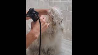 Grooming a heavily matted dog clip from full video [upl. by Aicre715]