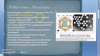 Microbiology 494 a Polio Virus PicoRNAVirus Structure [upl. by Yenterb]