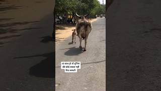 मां साथ है तो कोई नहीं गिरा सकता जय हो माता दी 🙏🙏💕♥️ animals cow gaumata [upl. by Nicolau]