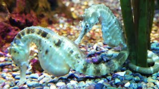 Seepferdchen Seahorse Aquarium Relaxing Soothing Sound [upl. by Gregory]