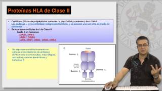 92 EL COMPLEJO PRINCIPAL DE HISTOCOMPATIBILIDAD I [upl. by Nimzay]