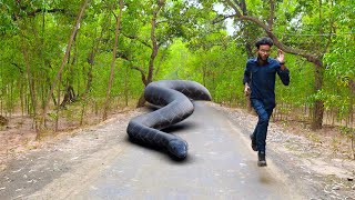 Anaconda Snake Attack in Road [upl. by Margreta]