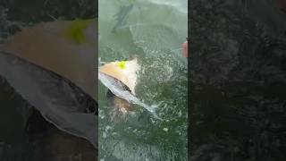 Cownose ray safely released on Reynolds channel Long Island NY kingkonadventure [upl. by Nisbet]