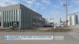 Concerns Over Bird Euthanization [upl. by Atinaujnas367]