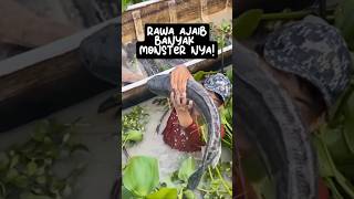 Panen Ikan Raksasa di Rawa Tangkapan Terbesar Sepanjang Hari tangkapikan ikanmonster shorts [upl. by Brynna]