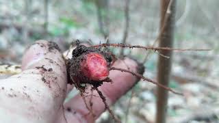 Bloodroot Wild Edible and Medicinal Plants [upl. by Hanahsuar500]