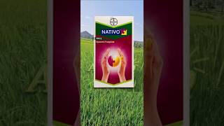 Best fungicide for paddy in telugu1  Nativo Fungicide  Paddy Cultivation [upl. by Aicinoid]