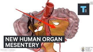 Why new human organ called mesentery is so important [upl. by Neeron]