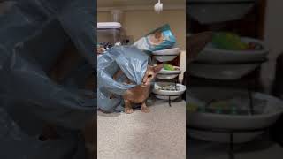 Do you want to know how it was happened 😹shots abyssinian cat funnycats aby crazycats [upl. by Thomasine]