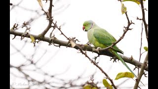 Roseringed Parakeet or Ringnecked Parakeet Psittacula krameri 1 [upl. by Sirrad]