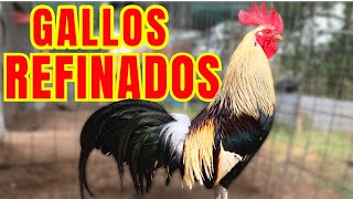 GALLOS REFINADOS [upl. by Grayson]