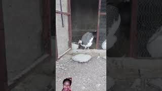 chicken peahens funny chickensong animals animal hen [upl. by Derr]