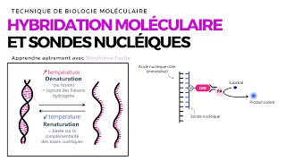 HYBRIDATION MOLÉCULAIRE ET SONDES NUCLÉIQUES  Biochimie Facile [upl. by Lepley167]