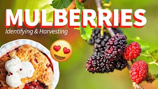 Mulberries Identification Harvesting amp Uses [upl. by Nosneb]