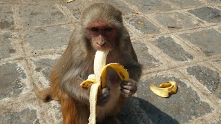 monkey eat banana [upl. by Ellehcor]