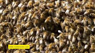 BIENENKINO  Au Trou de vol  At the Hive entrance  essaim abeilles naturelle 2022 [upl. by Learsi]