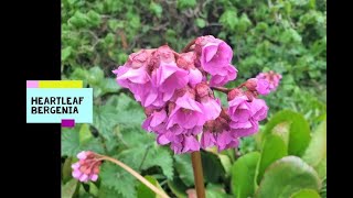 The pretty and medicinal Heartleaf Bergenia Bergenia cordifolia  Badan [upl. by Badr]