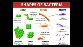 Shapes of Bacteria Cocci Bacilli Spirilla [upl. by Gove786]